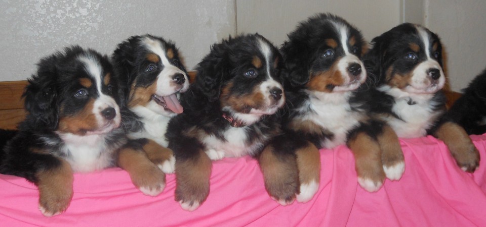 Bernese Mountain Dog Rescue Colorado Petfinder