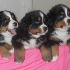 Colorado Bernese Puppies