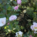 Owen Rose Garden - Botanical Gardens