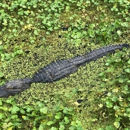 Sweetwater Wetlands Park