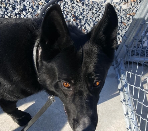 Stoney Hill Boarding Kennels - Swansea, MA. Seekonk K9 Zuzo staying with us for some fun in the sun