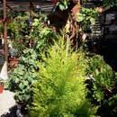 Capitola Nursery In Capitola - Garden Centers