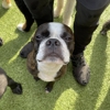 Marcie's Pet Spa gallery