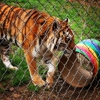 Carolina Tiger Rescue gallery
