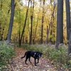 Richard Young Forest Preserve gallery