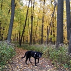 Richard Young Forest Preserve