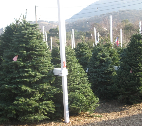 Clayton Valley Pumpkin Farm & Christmas Trees - Clayton, CA