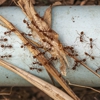Ade's Pest Control Services gallery