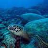 Waikiki Dive Center gallery