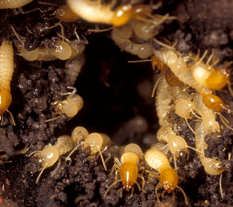 Heights Pest Control & Termite - Beachwood, OH. Termites