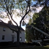 Brothers' Tree Service gallery