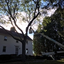Brothers' Tree Service - Arborists