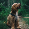 Alpha Dog Events gallery