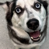 DogDayz gallery