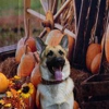 Highland Pet Co East gallery