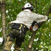 Bunker Hill Tree Service gallery