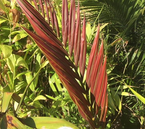 Premier Palms Nursery - Mariginiup, WA
