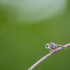 A & S Pest Solutions gallery