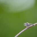 Dr. Pest Solutions - Pest Control Equipment & Supplies