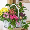 Carithers Flowers gallery