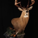Wild Images in Motion - Taxidermists
