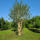 Associated Treemasters
