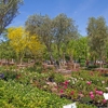 Moon Valley Nurseries gallery