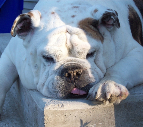 Memorial Drive Animal Clinic - Chicopee, MA