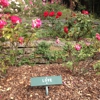 Berkeley Rose Garden gallery