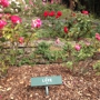 Berkeley Rose Garden