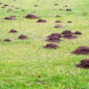 Cardinal Lawns - Landscaping & Lawn Services