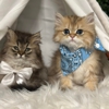 The Grand Feline Hotel & Salon gallery