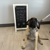 VCA Devotion Animal Hospital gallery