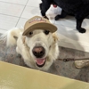 Earthwise Pet gallery