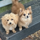 Hoffman Haus Pet Resort