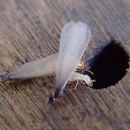 Royal Termite Control, Inc