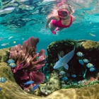 Sundiver Snorkel Tours