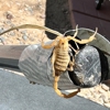 Firehouse Pest Control Services gallery