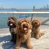 Pampered Pets NYC Dog Walking and Cat Sitting gallery