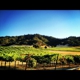 Clos La Chance Winery