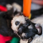 A'Lord Miniature Schnauzer