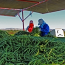 Junior Enterprises - Farming Service