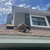 Gulf Coast Wildlife Removal Fl gallery