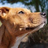 Hallie Hill Animal Sanctuary gallery