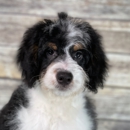 Central Illinois Puppyland - Pet Breeders