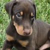 Draggin Dobermans & Great Danes gallery