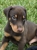 Draggin Dobermans & Great Danes - Pet Breeders