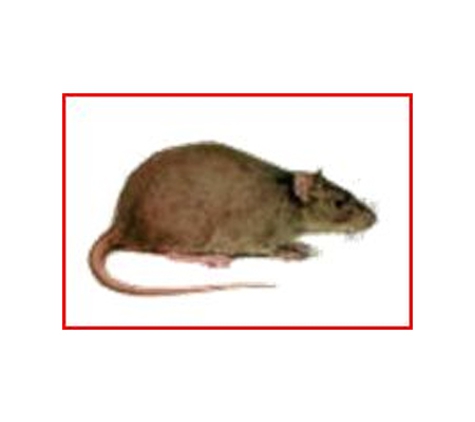 Western AllPest Services Pty Ltd - South Bunbury, WA