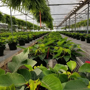 Colonial Gardens Flower Shop & Greenhouse - Huron, OH