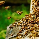 Stoney's Pest Control - Termite Control